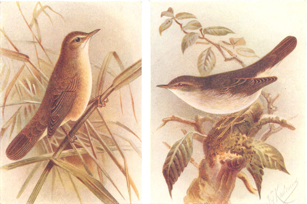 BRITISH BIRDS. Reed Warbler; Marsh-Warbler. THORBURN 1925 old vintage print